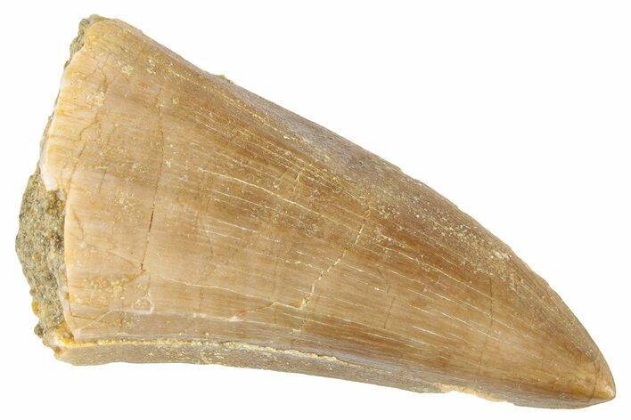 Fossil Mosasaur (Mosasaurus) Tooth - Morocco #286276